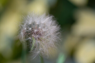 Obraz premium Dandelion seeds Colorful natural garden flowers