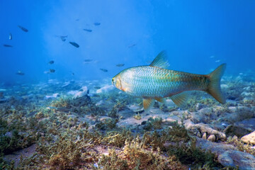 Roach fish in natural habitat, Freshwater fish