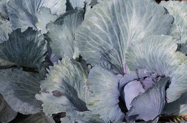 Background and texture of red cabbage growing in the field. The blue and purple leaves are covered...