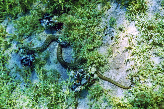 Dice Snake (Natrix tessellata) swimming in the clear water