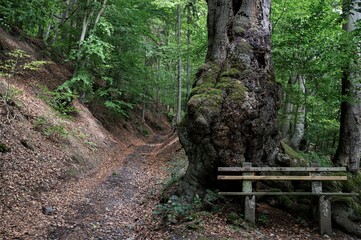 Alter Hohlweg, auch als Leichenweg bezeichnet, im Bereich der  über 180 Jahre alten Schlangenbuche bei Sitzendorf in Thüringen
