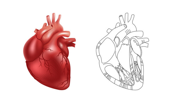 Realistic 3d human heart and a schematic drawing of its internal structure. Vector illustration for medical posters, scientific atlases and articles