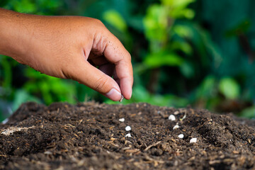 farmer's hand planting plant seeds
