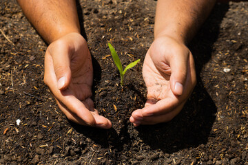 hands hold the soil with plant seeds. nature photos for the environment and farmers