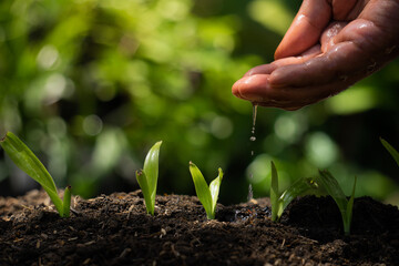 men's hand watering plant seeds for the theme of agriculture