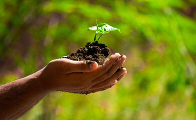 hands hold the soil with plant seeds. nature photos for the environment and farmers