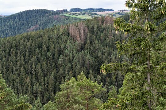 Fichtenwald im Th&uuml;ringer Wald - Die Nadelb&auml;ume hier sind &uuml;berwiegend Fichten. Diese Monokultur ist durch den Klimawandel stark anf&auml;llig f&uuml;r Borkenk&auml;ferbefall und Windbruch