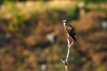 An Osprey on a branch