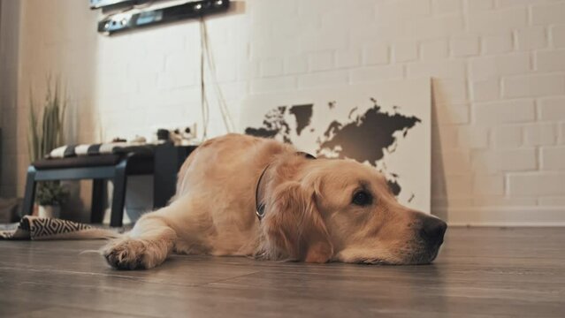 Steadicam of cute Golden Retriever dog lying on floor in living room at daytime