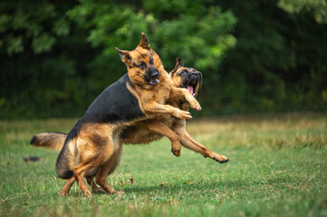 german shepherd dog