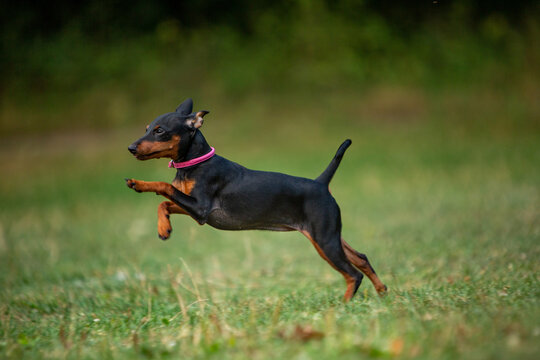 zwerg pinscher 