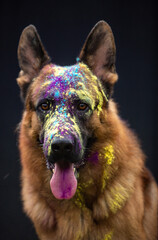 german shepherd dog
