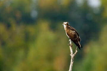 An Osprey on a branch