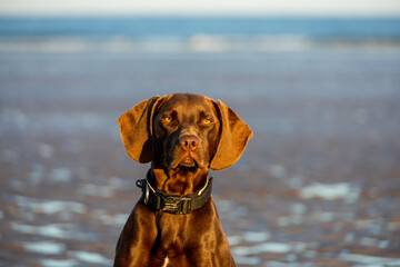 vizsla dog on the beach