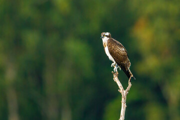 An Osprey on a branch