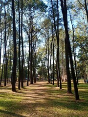 trees in the park