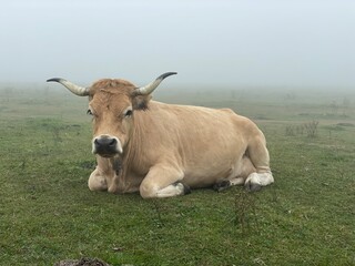 vaca en Asturias