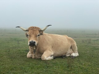 vaca en Asturias