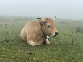 vaca en Asturias 