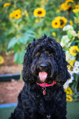 black dog with sunflowers