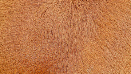 Detailed macro picture of cow skin. Texture of a brown Cow Coat background