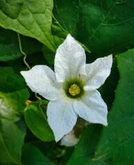white flower with drops