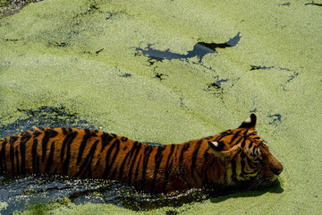 bengal tiger, Panthera tigris tigris nandando para refrescarse, beautiful large feline, mexico