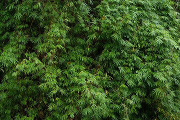 Beautiful Bamboo leaves pattern for nature Background.