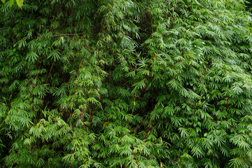 Beautiful Bamboo leaves pattern for nature Background.