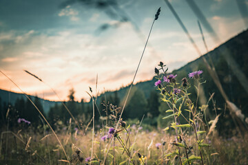 Bieszczady