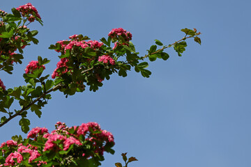 Crataegus laevigata 'Rosea Flore Pleno' Tree.A beautiful Hawthorn Tree Crimson Cloud Crataegus laevigata in full bloom in early spring with a mass of pink and white flowers. Selective blurred focus