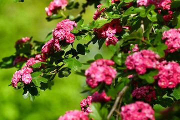 Crataegus laevigata 'Rosea Flore Pleno' Tree.A beautiful Hawthorn Tree Crimson Cloud Crataegus laevigata in full bloom in early spring with a mass of pink and white flowers. Selective blurred focus
