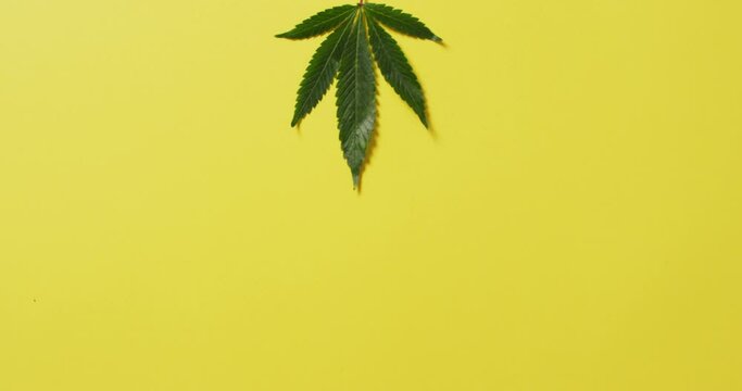 Video of marijuana leaf on yellow background