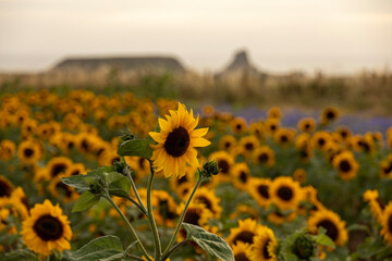 field of sunflowers in the gower wales