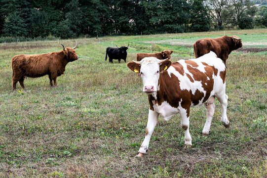 Ein junges Simmentaler Rind, auch Fleckvieh genannt und Highland Rinder auf einer Weide