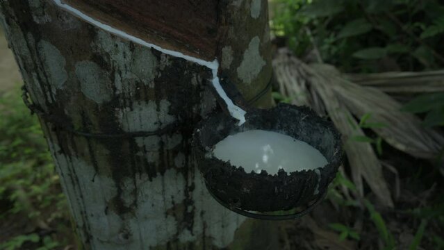 Close up of a Rubber tree trunk with a rubber milk collecting coconut cup.