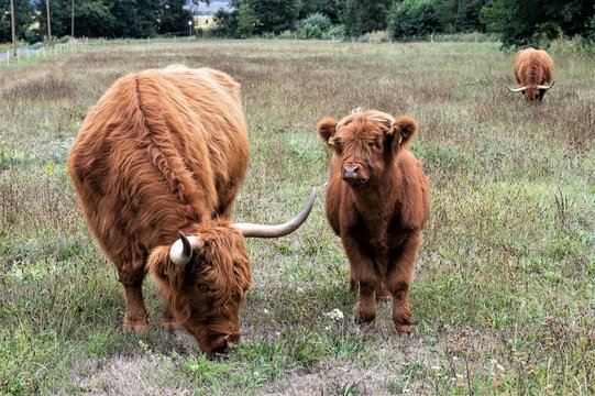 Mutterkuh eines Highland Rinds  mit Kalb auf einer Weide- Diese widerstandsfähigen Rinder dienen der Fleischproduktion. Sie können ganzjährig draußen gehalten werden.