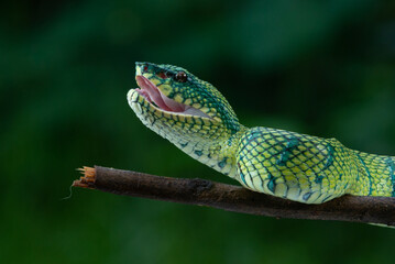 Bornean keeled green pit viper snake Tropidolaemus subannulatus with mouth wide open