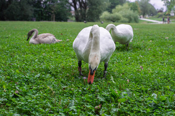 Obraz na płótnie Canvas cygnet flock of swans nibbling weed on a lawn in the park 