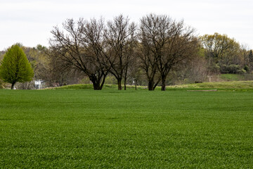 Fototapeta na wymiar Trees in a field