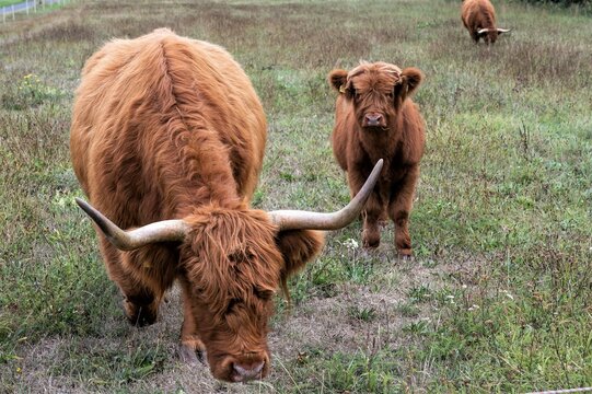 Highland Rind  mit Kalb auf einer Weide- Diese widerstandsfähigen Rinder dienen der Fleischproduktion. Sie können ganzjährig draußen gehalten werden.