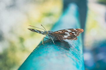Motyl