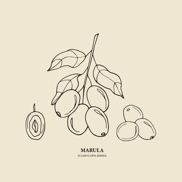 Hand drawn marula tree illustration
