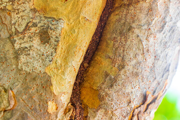 Termite nest way path track on tree in jungle Mexico.