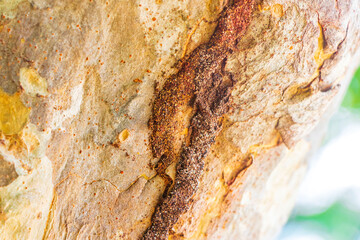 Termite nest way path track on tree in jungle Mexico.