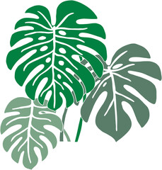 Simplicity monstera plant freehand drawing flat design. © tanarch