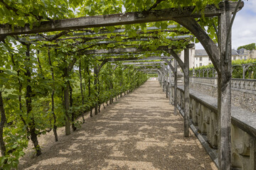 Vigne suspendue dans le parc du château de Villandry	
