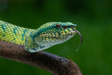 Bornean keeled green pit viper snake Tropidolaemus subannulatus with tongue pulled out 