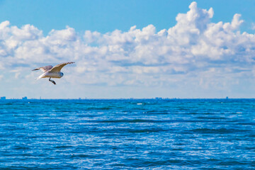 Fototapeta premium Flying seagull bird with blue sky background clouds in Mexico.