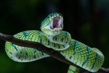 Bornean keeled green pit viper snake Tropidolaemus subannulatus with mouth wide open